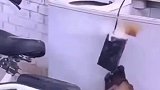 这条狗不一般
