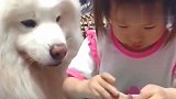 萨摩一直盯着小主人手里的肉，小主人的做法，真会过日子