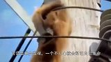 大猩猩爬上高压电线，只听“啪”的一声巨响，猩猩直勾勾往下掉！