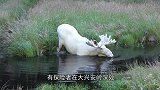 大兴安岭深处发现雪白的“神秘”巨兽，体重1吨，比犀牛还要高！