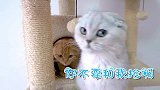 养了两只吃货猫是种怎样的体验？铲屎官：我太难啦！