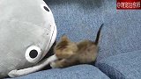 当小猫咪遇见了巨型鱼类玩具，被吓得人仰马翻，猫：吓死宝宝了！