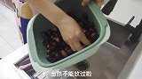 板栗好吃壳难剥，媳妇教你这个方法，个个自动脱皮轻轻一按壳就掉