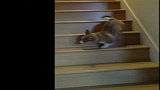 搞笑-20120327-宠物奇趣-小短腿狗狗超囧爬楼梯