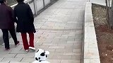 萌娃看见狗狗就追，妈妈在后面追