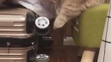 猫：铲屎官给我新买的玩具真好玩！