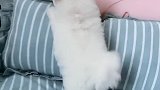 小短腿的悲哀我怎么觉得敲可爱呢️