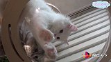 这猫咪洗澡怎么这种模样，是得罪小姐姐了吗？