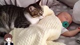 小猫撞见宝宝在睡觉，接下来请注意小猫的举动，憋住别笑