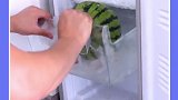 家里冰箱经常结冰有异味的，赶紧试试这个冰箱疏通器