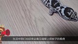 神奇的壁虎“断尾再生术”看完让人震撼，镜头拍下全过程