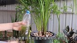 自制一种“营养水”，不花一分钱，兰花照样花开爆盆！