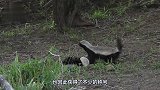 花豹捕获蜜獾带上树，平头哥疯狂反抗，下一秒出乎意料的事发生！