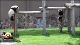两个可爱的熊猫小团子爬到高处去卖萌，太可爱了