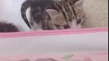 小猫：我妈妈呢，我要找我妈妈！