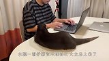 铲屎官忙工作不理水獭，小家伙不干了，接下来忍住别笑