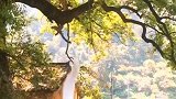 我爱这里的绿水青山、一砖一瓦、一草一木，小猫小狗