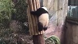 熊猫：这功夫练的，真是丢人丢到家了！