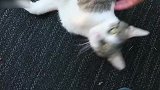 撸猫小能手上线，放开那只可爱猫咪，请让我来！