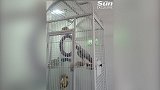 英国：一只宠物鹦鹉从电视里学会骂脏话，不断叫主人“滚蛋”