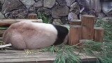 游客去动物园看熊猫，结果看了个寂寞，下一秒笑翻了