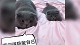 前面发现敌情
