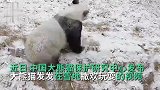 冬日限定款！大熊猫玩雪兴奋过头，犹如糯米自己去裹糖霜