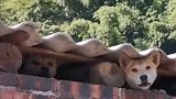狗子们在瓦房缝隙向外张望，就问你这天热不热