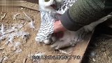 猫头鹰正在孵蛋，主人非要摸一下，猫头鹰：你行那你孵吧！