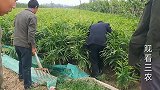 大姜该收获了，每天有搞大姜比赛的，今天又有搞比赛的来挖姜