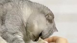 妈妈说给猫咪买了只红眼睛仓鼠，猫咪一看急眼了，再一看又稀罕了