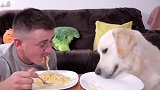主人和狗狗比赛吃面条，主人完败，狗狗：小样儿，还敢跟我比吗