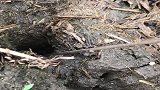 这条鳝鱼真凶猛，一口就死死咬住诱饵，真是活腻了！