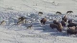 4匹野狼围攻落单麝香牛,难得一见的激烈搏杀！太精彩了
