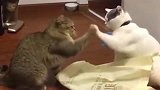 两只猫打架，场面异常激烈