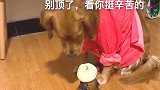 看到玩具狗头顶包子，金毛的举动好搞笑