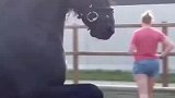 论选主人的重要性！黑马换主人后画风突变