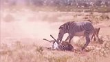母斑马被狮子咬住，之后一生气也咬回了狮子去，真是勇敢！