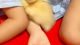 熊孩子和鸭子是真爱呀，哈哈！