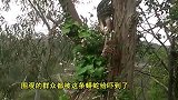 澳巨蟒倒挂枝头生吞大负鼠惊呆路人