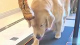 金毛优莉除了吃就是睡，主人用鸡腿诱惑它到跑步机上减肥，笑喷了