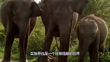狮子一口咬住大象脸部，谁料大象突然发飙，镜头拍下全过程
