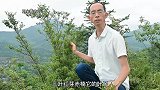 会制“氧”的绿植，枝头红芽，叶似瓜子，一起了解下！