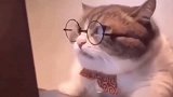 猫咪：戴上眼镜，看电视真爽