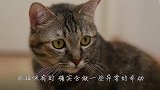 这只猫咪误以为自己是“人”，做出的反常举动，把主人都吓到了！