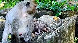 猴子实拍：萌宝无敌！