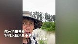 黑龙江五常暴雨多地遭洪水淹村，大量稻田泡水种植户哽咽：马上秋收了