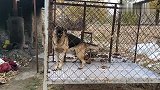 囚笼出好狗，关了4年的牧羊犬为何这样叫，环境改变狗。
