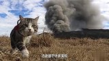 一只很会享受的猫咪，喜欢与主人环游日本，旅行就是如此简单
