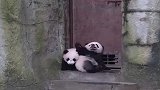 两只可可爱爱的小熊猫，这么这样腻歪，小心被定娃娃亲哦！